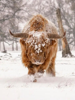 Diamond Painting Schotse hooglander - Schotse hooglander in een natuurlijk winterlandschap - SEOS Shop ®
