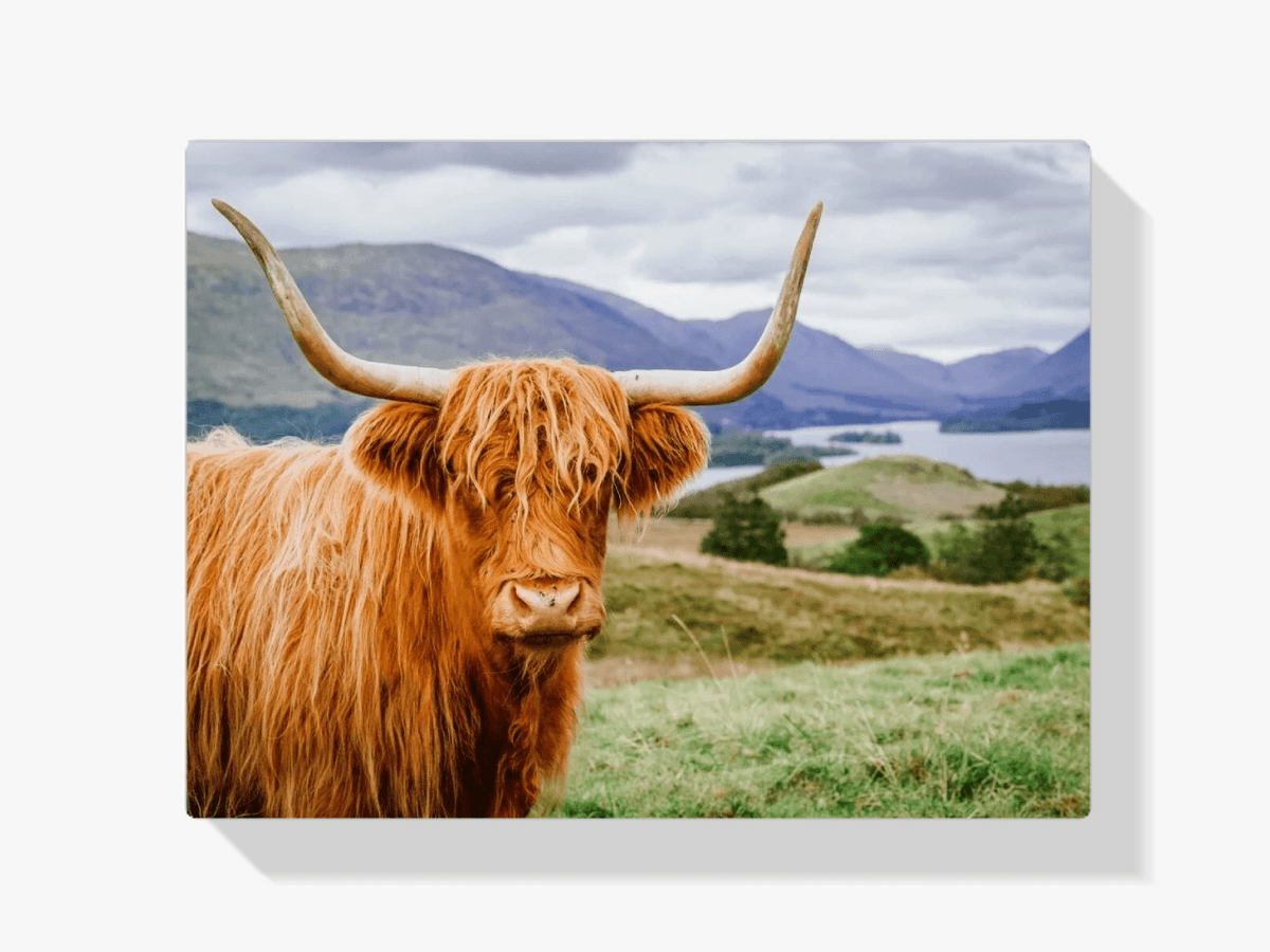 Diamond Painting Schotse hooglander - Schotse hooglander in een schitterend landschap - SEOS Shop ®
