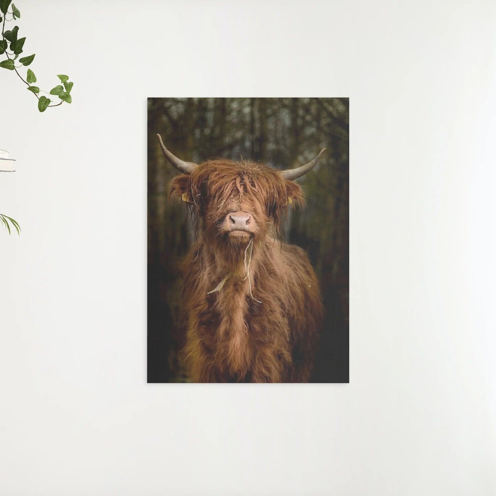 Diamond Painting Schotse hooglander - Schotse hooglander in het bos - SEOS Shop ®