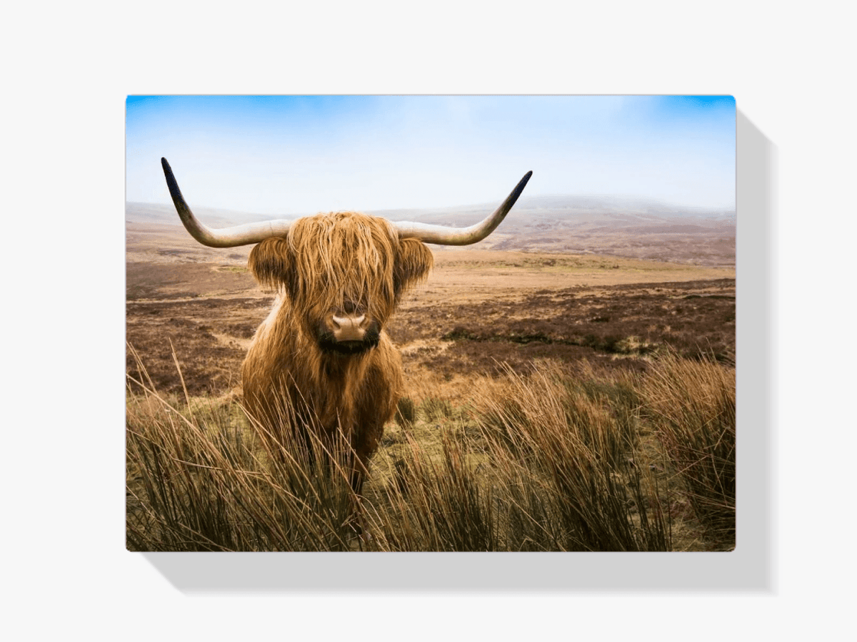 Diamond Painting Schotse hooglander - Schotse hooglander in het veld kijkend naar de camera - SEOS Shop ®