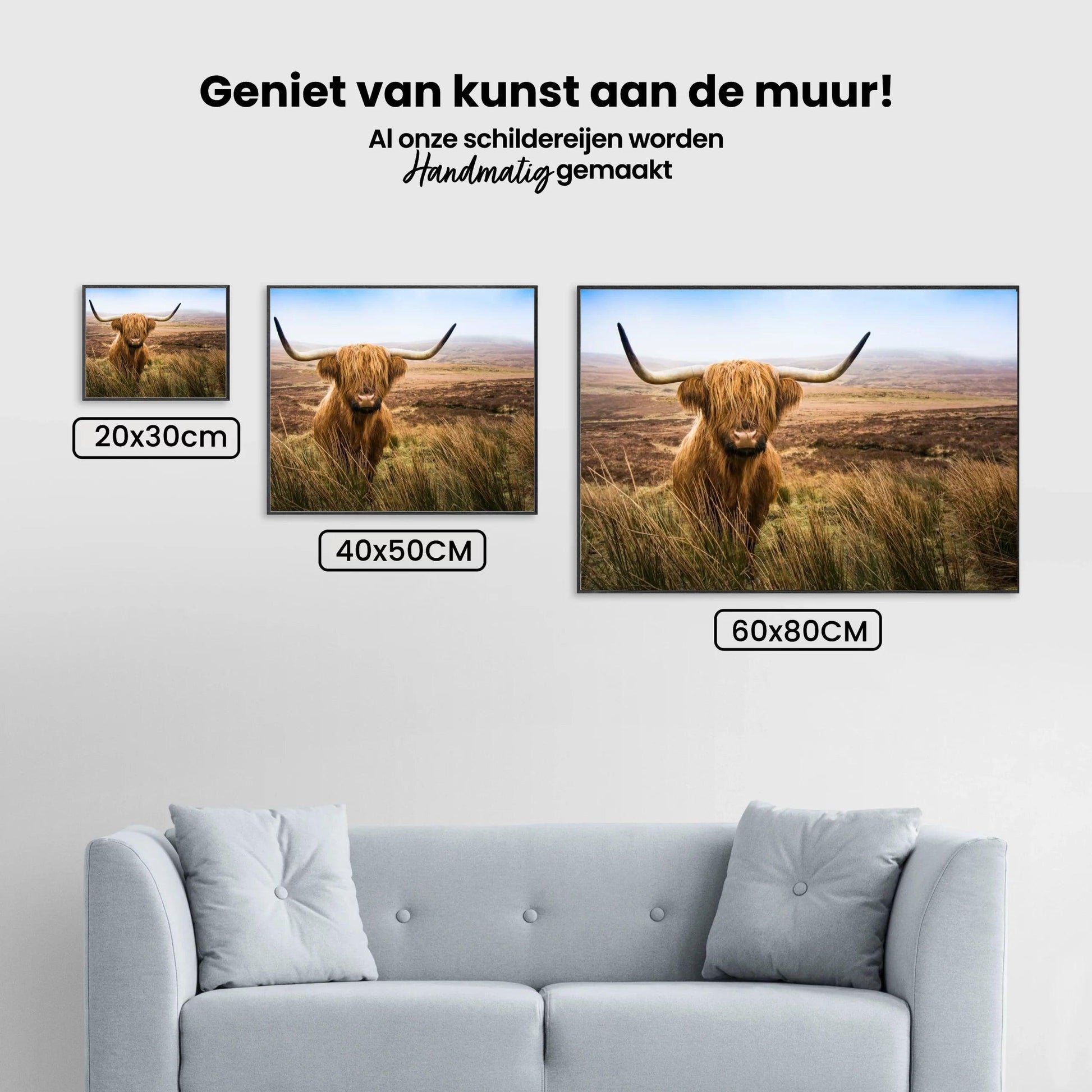Diamond Painting Schotse hooglander - Schotse hooglander in het veld kijkend naar de camera - SEOS Shop ®