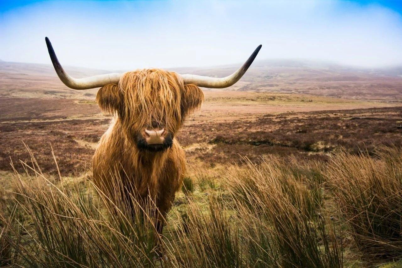 Diamond Painting Schotse hooglander - Schotse hooglander in het veld kijkend naar de camera - SEOS Shop ®