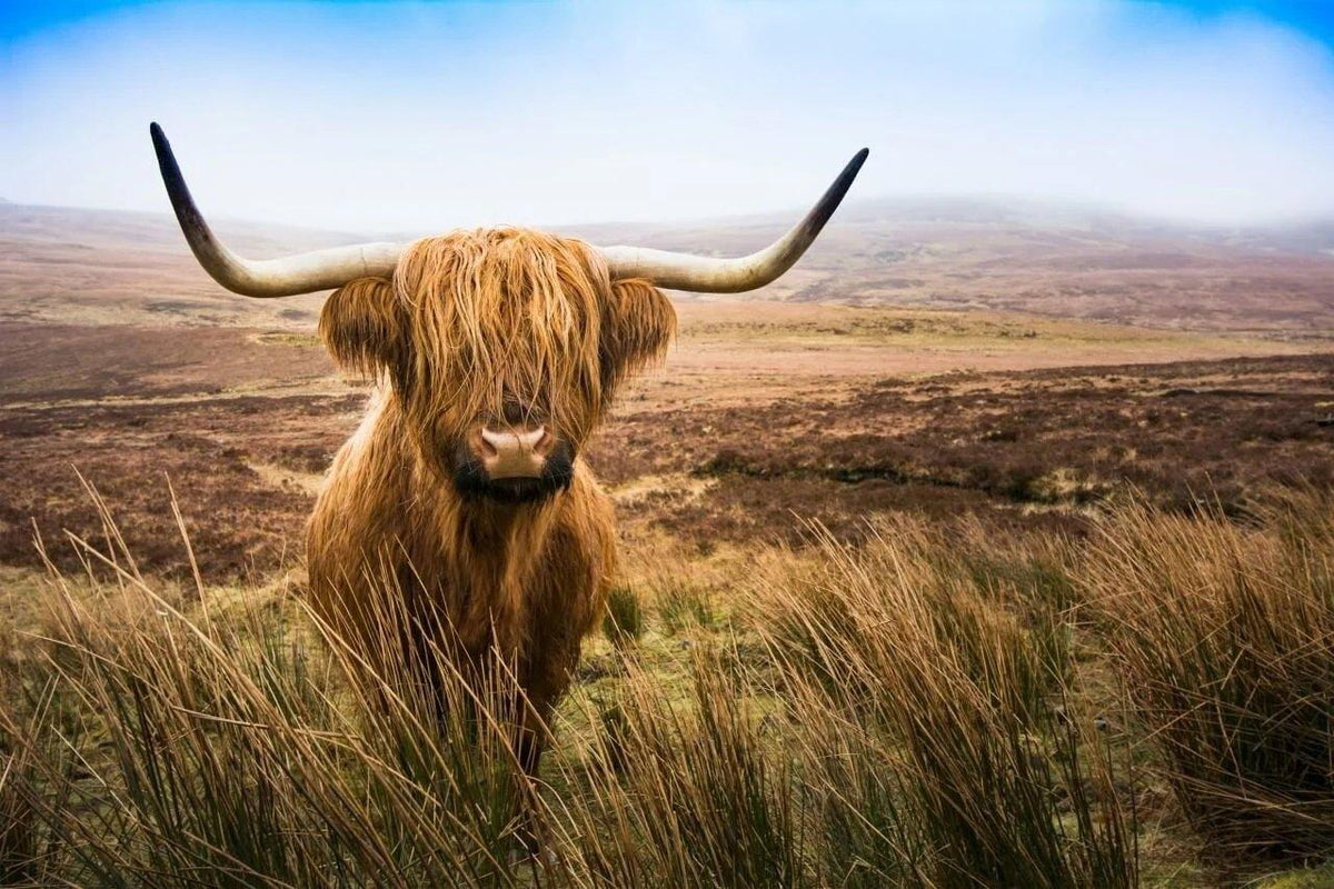 Diamond Painting Schotse hooglander - Schotse hooglander in het veld kijkend naar de camera - SEOS Shop ®