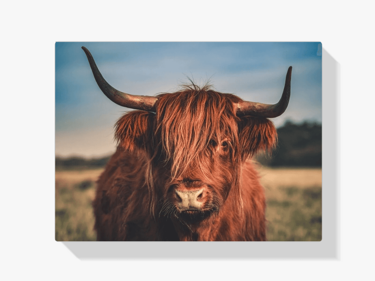 Diamond Painting Schotse hooglander - Schotse hooglander in het wild - SEOS Shop ®