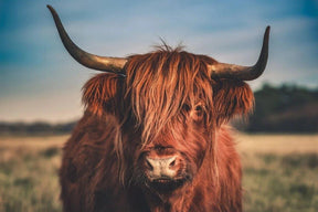 Diamond Painting Schotse hooglander - Schotse hooglander in het wild - SEOS Shop ®