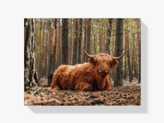Diamond Painting Schotse hooglander - Schotse hooglander liggend in het bos - SEOS Shop ®