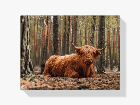 Diamond Painting Schotse hooglander - Schotse hooglander liggend in het bos - SEOS Shop ®