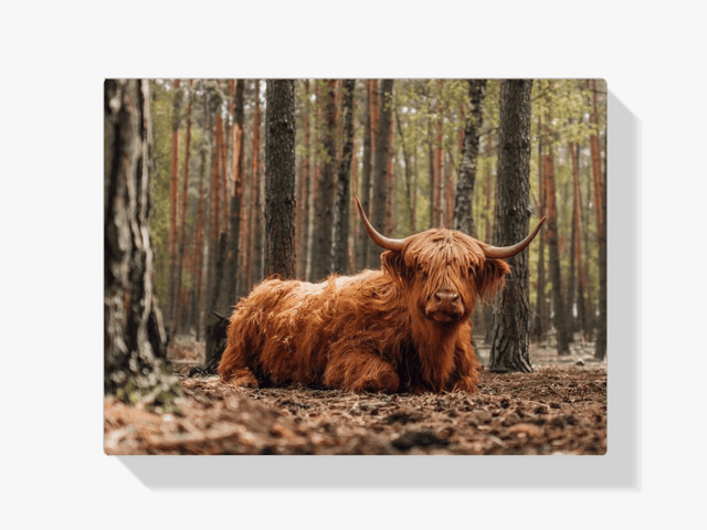 Diamond Painting Schotse hooglander - Schotse hooglander liggend in het bos - SEOS Shop ®