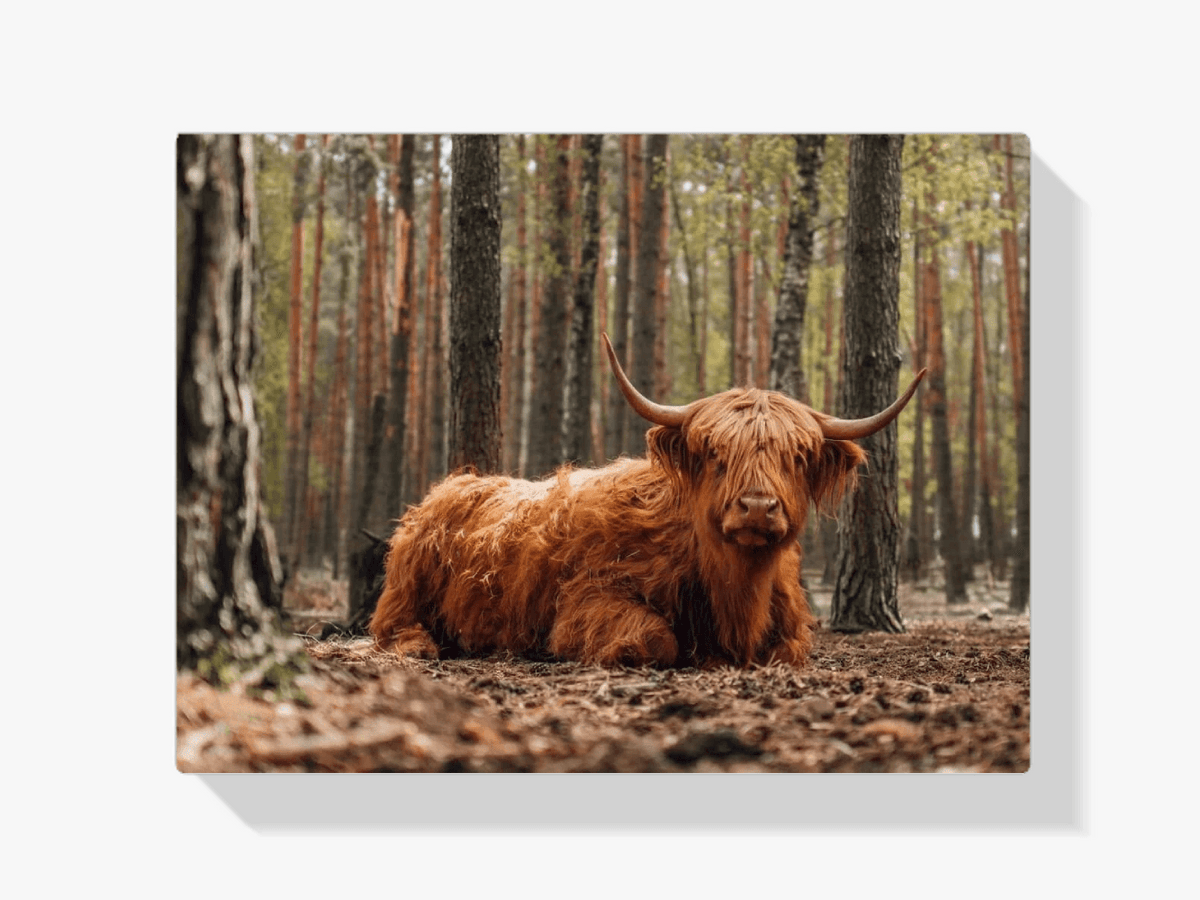 Diamond Painting Schotse hooglander - Schotse hooglander liggend in het bos - SEOS Shop ®