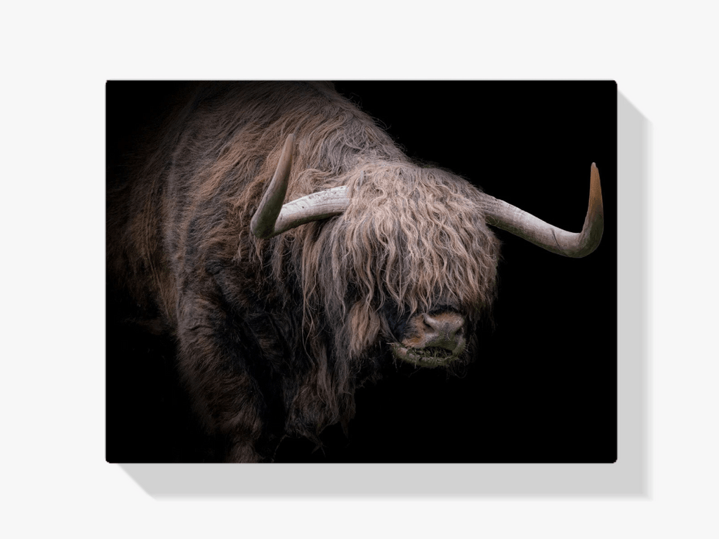 Diamond Painting Schotse hooglander - Schotse hooglander met dikke vacht - SEOS Shop ®