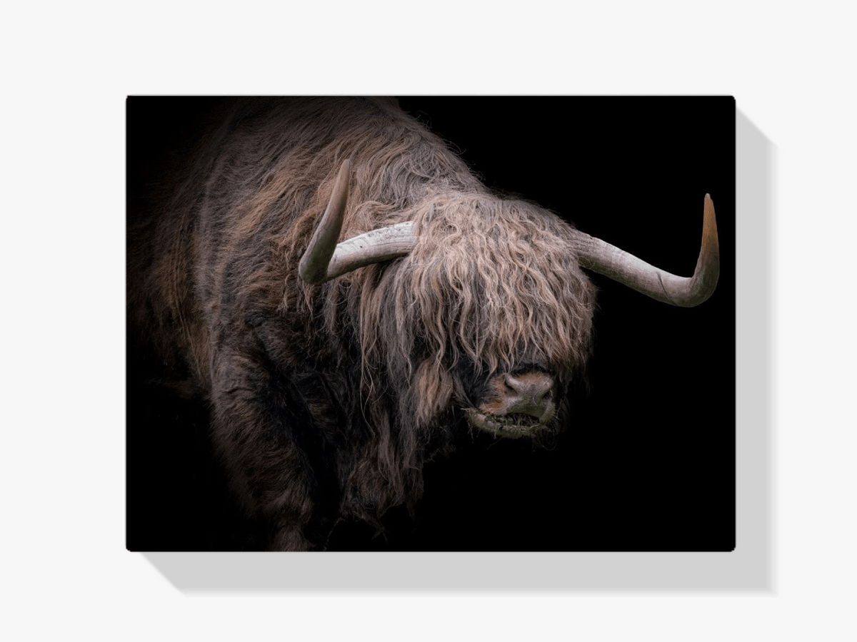 Diamond Painting Schotse hooglander - Schotse hooglander met dikke vacht - SEOS Shop ®