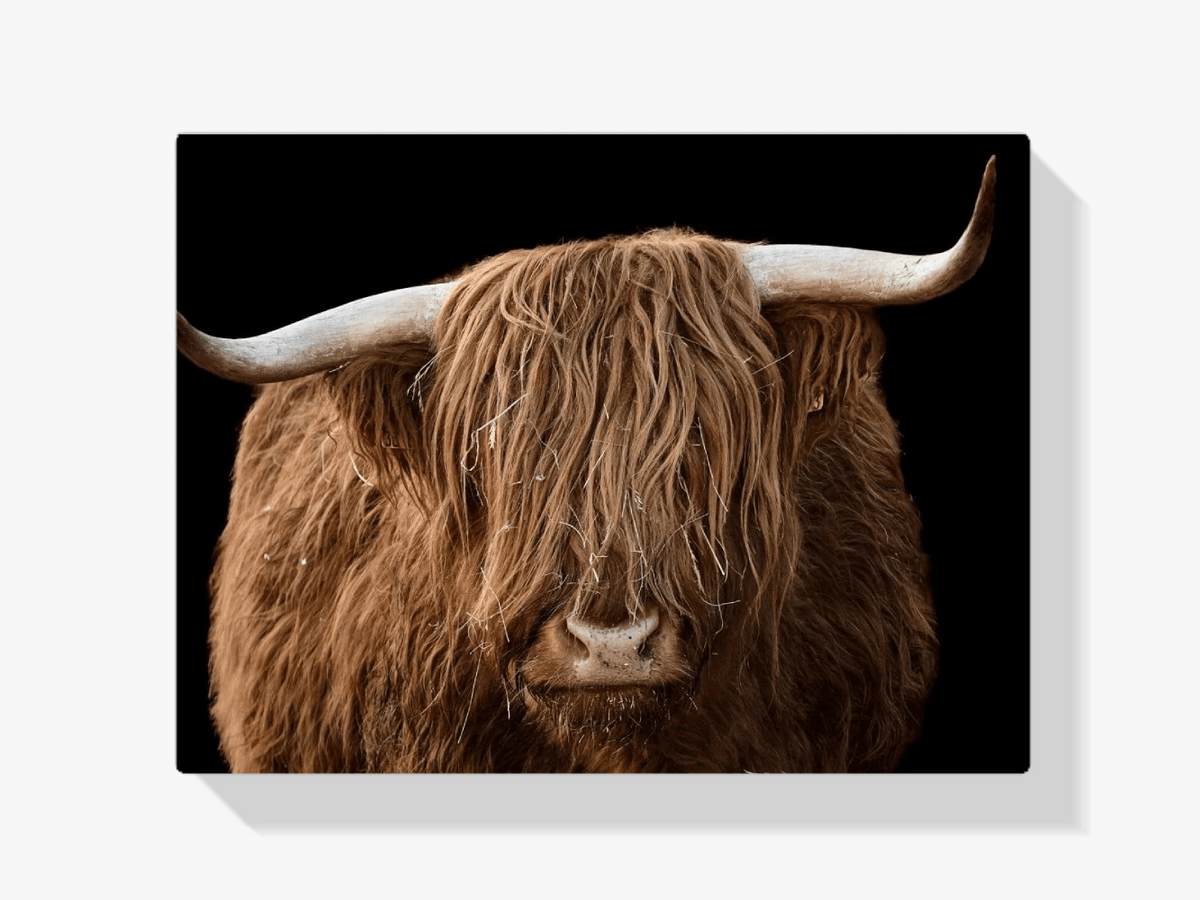Diamond Painting Schotse hooglander - Schotse hooglander van dichtbij - SEOS Shop ®