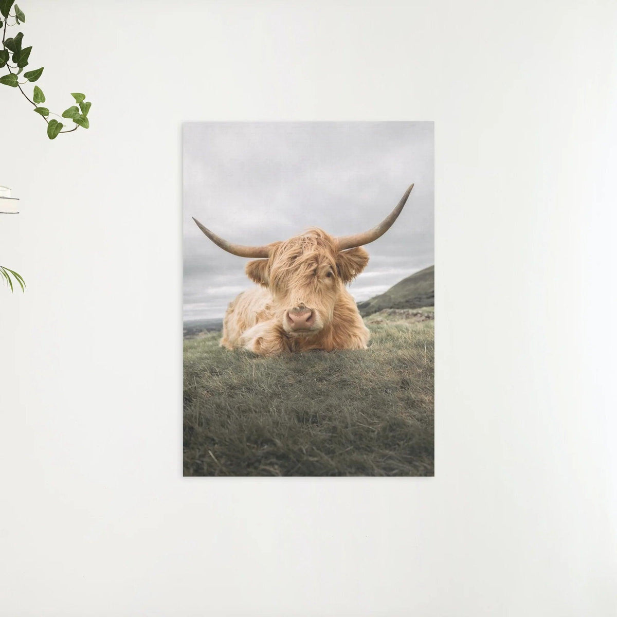 Diamond Painting Schotse hooglander - Stoere Schotse hooglander rustend op de vlakte - SEOS Shop ®