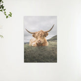 Diamond Painting Schotse hooglander - Stoere Schotse hooglander rustend op de vlakte - SEOS Shop ®