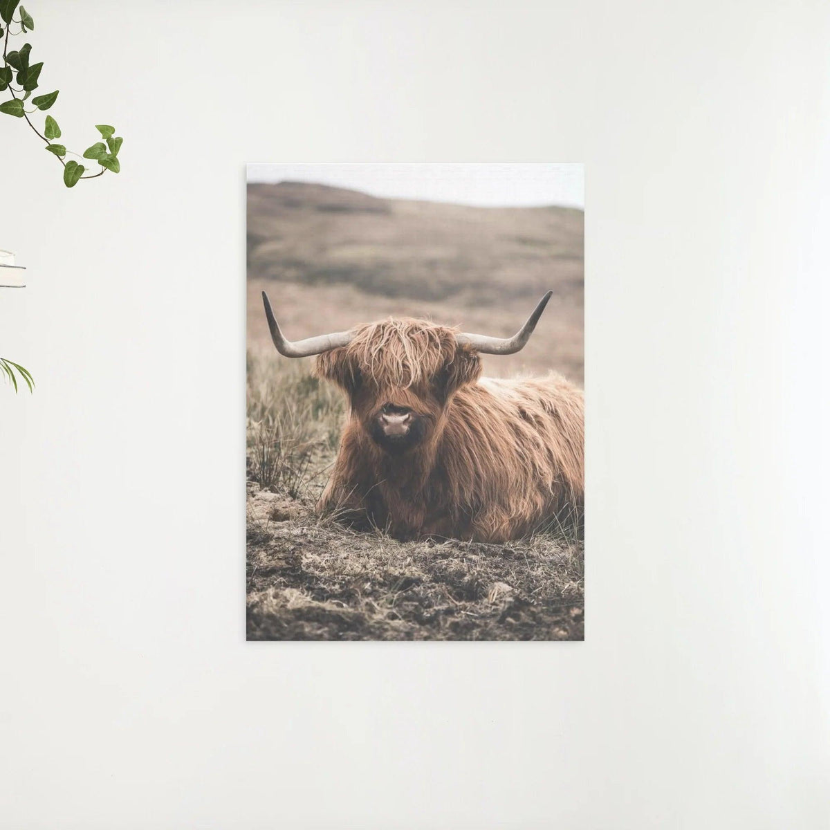 Diamond Painting Schotse hooglander - Vriendelijke Schotse hooglander rustend in het veld - SEOS Shop ®