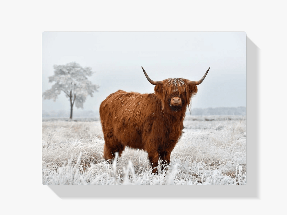 Diamond Painting Schotse hooglander - Wollige Schotse hooglander in de winterse wei - SEOS Shop ®