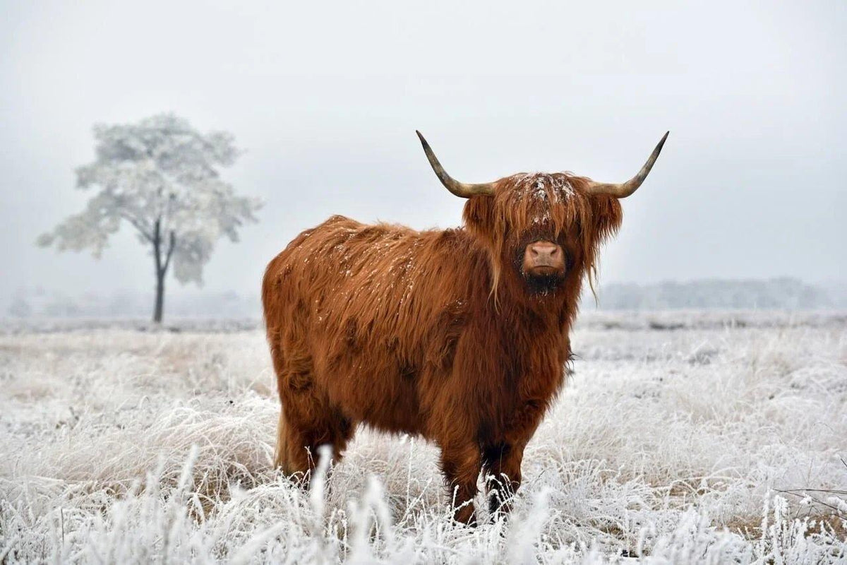 Diamond Painting Schotse hooglander - Wollige Schotse hooglander in de winterse wei - SEOS Shop ®