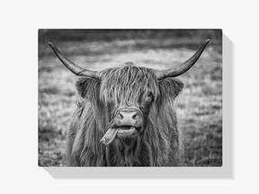 Diamond Painting Schotse hooglander - Zwart-wit beeld van Schotse hooglander - SEOS Shop ®