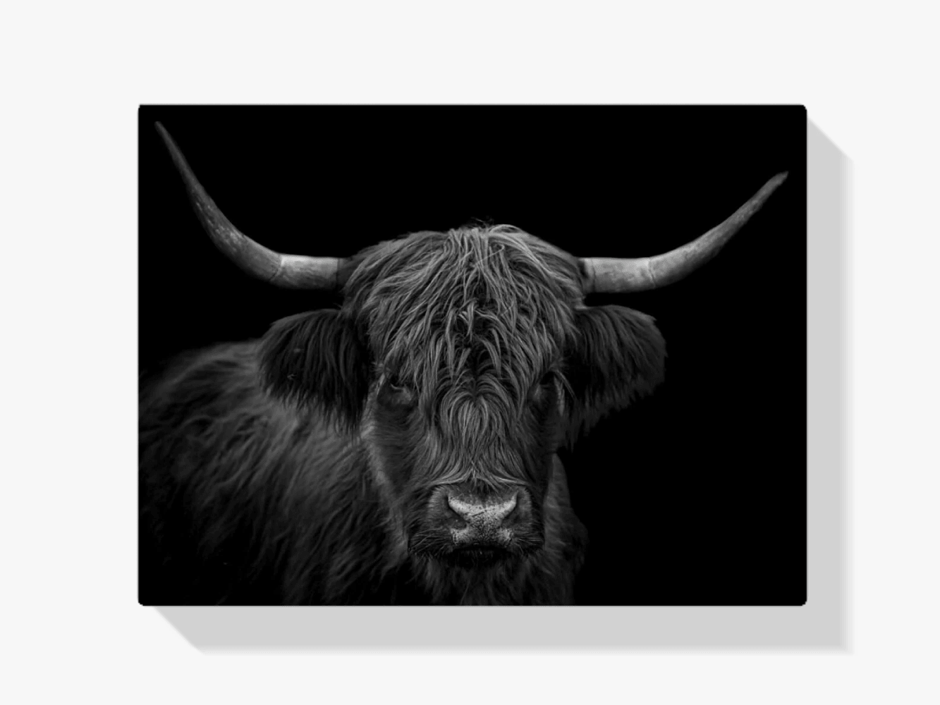 Diamond Painting Schotse hooglander - Zwart-wit portret van een harige Schotse hooglander - SEOS Shop ®
