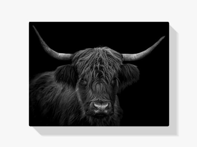 Diamond Painting Schotse hooglander - Zwart-wit portret van een harige Schotse hooglander - SEOS Shop ®