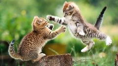 Diamond Painting Spelende kittens - SEOS Shop ®