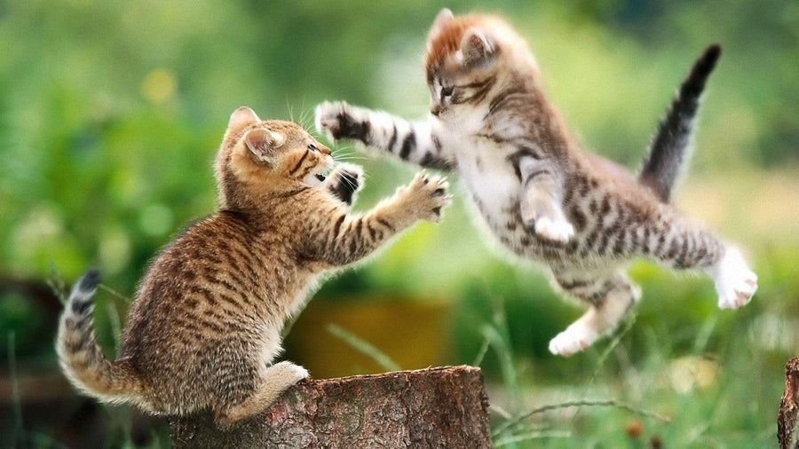 Diamond Painting Spelende kittens - SEOS Shop ®