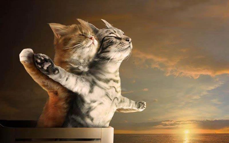 Diamond Painting Titanic Katten - SEOS Shop ®