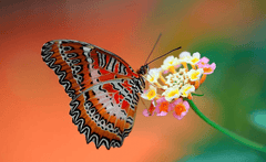 Diamond Painting Vlinder op bloem - SEOS Shop ®