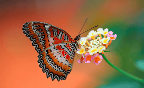 Diamond Painting Vlinder op bloem - SEOS Shop ®