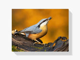 Diamond Painting - Boomklever op de tak - SEOS®
