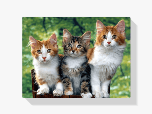 Diamond Painting - Drie katten - SEOS®