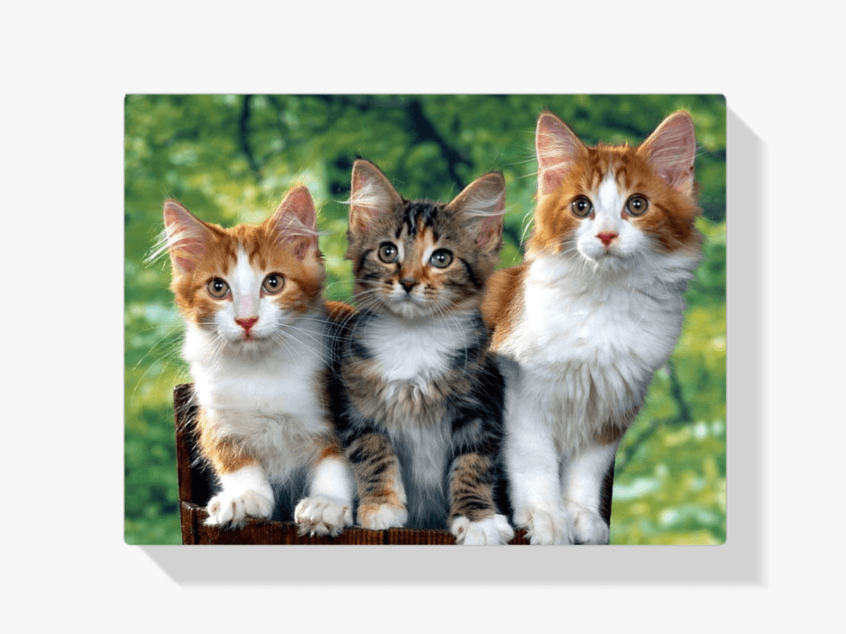 Diamond Painting - Drie katten - SEOS®