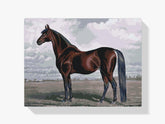 Diamond Painting - Het majestueuze paard - SEOS®