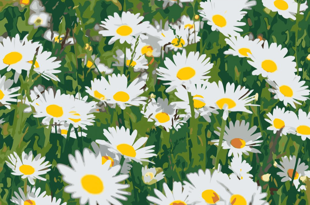 Diamond Painting - Madeliefjes in de wei - SEOS Shop ®