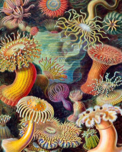 Diamond Painting - Actiniae