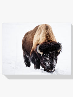 Diamond Painting - Bizon in de sneeuw