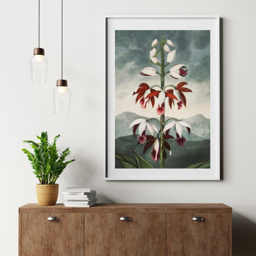 Diamond Painting - De Chinese Limodoron - SEOS Shop ®