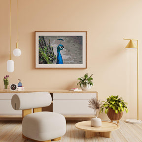 Diamond Painting - De majestueuze pauw - SEOS®