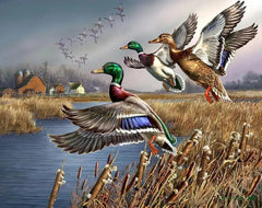 Diamond Painting - Outback wilde eenden