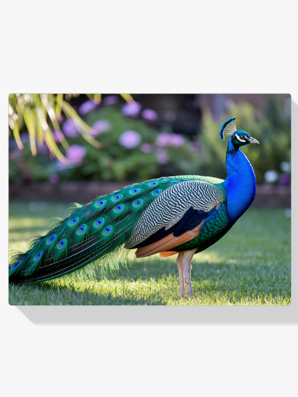 Diamond Painting - Pauw met uitwaaierende veren in juweeltinten