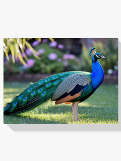 Diamond Painting - Pauw met uitwaaierende veren in juweeltinten