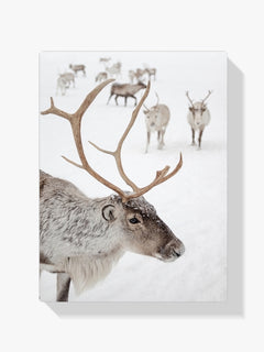 Diamond Painting - Rendieren in Tromsø Noorwegen