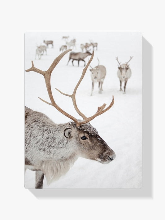 Diamond Painting - Rendieren in Tromsø Noorwegen
