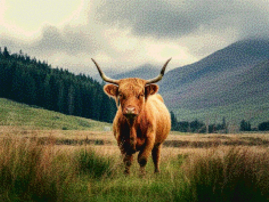 Diamond Painting - Schotse hooglander