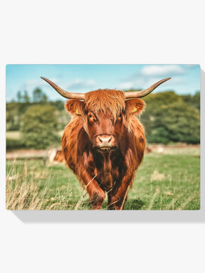 Diamond Painting - Schotse hooglander
