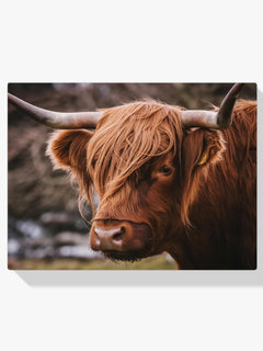 Diamond Painting - Schotse hooglander