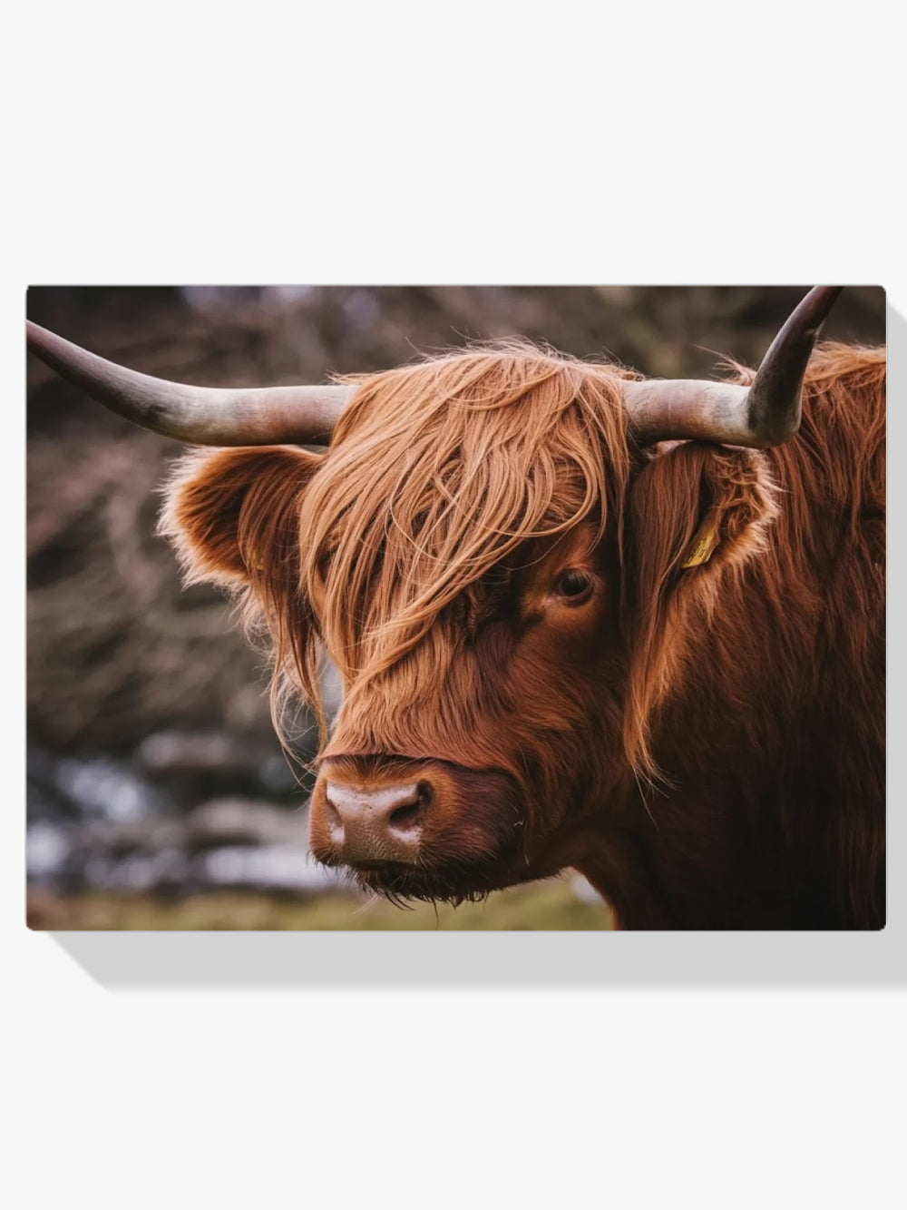 Diamond Painting - Schotse hooglander