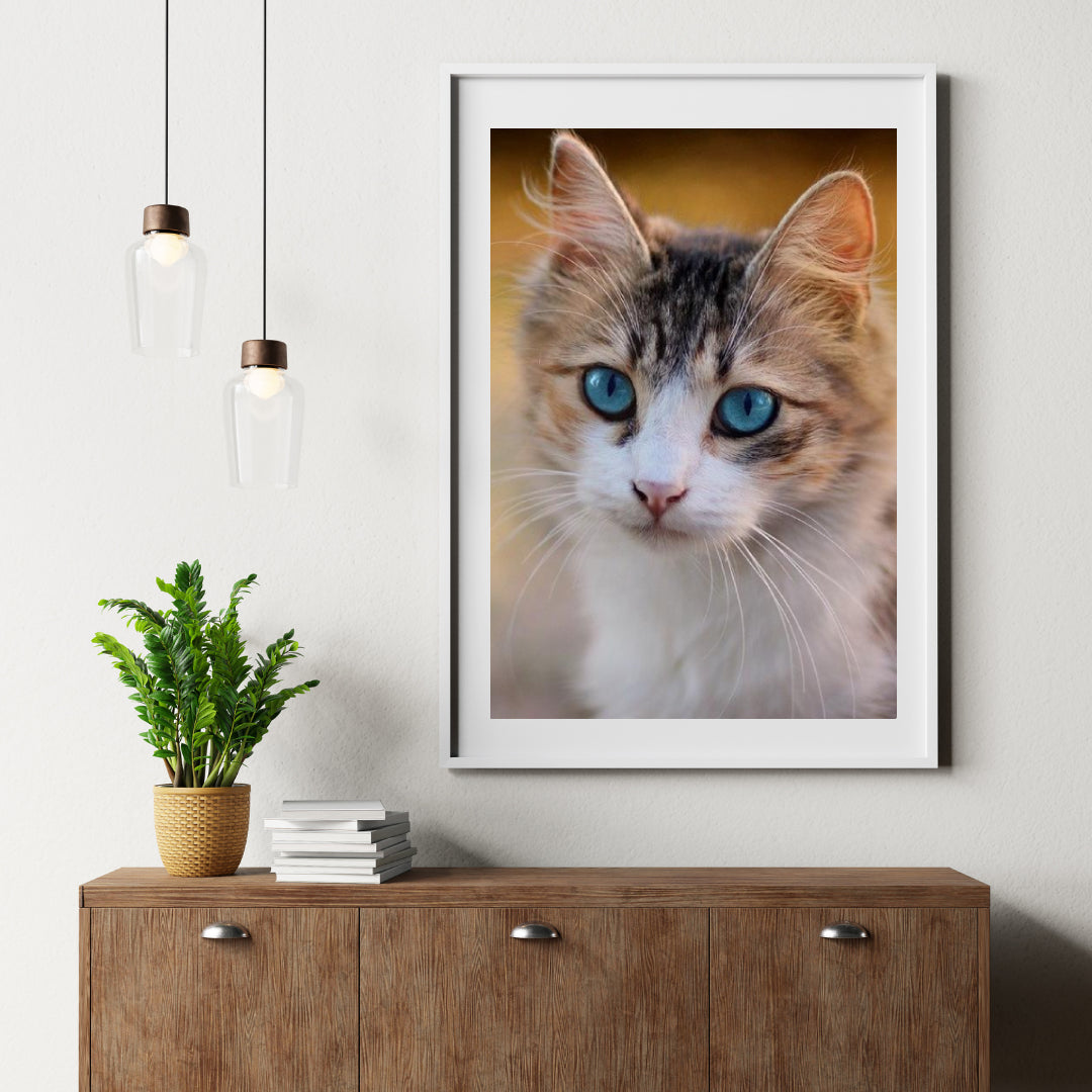 Diamond Painting Kitten met blauwe ogen - SEOS Shop ®