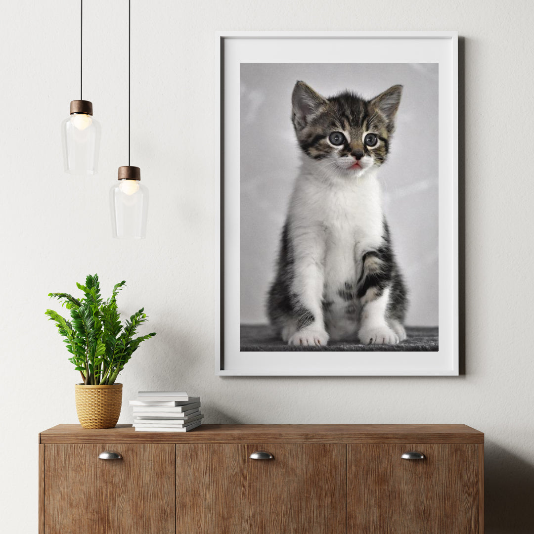 Diamond Painting Kitten met grijze ogen - SEOS Shop ®
