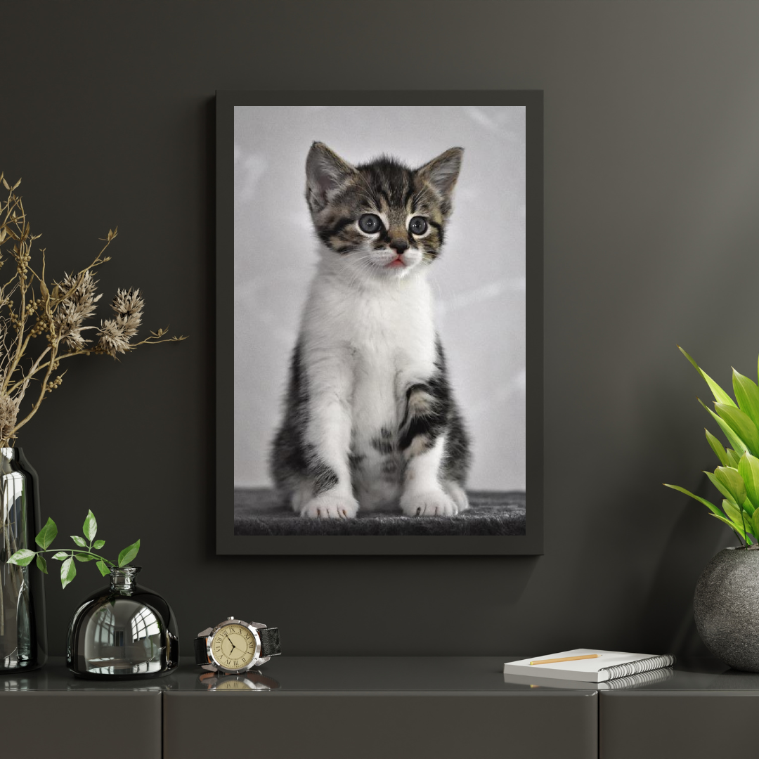 Diamond Painting Kitten met grijze ogen - SEOS Shop ®